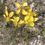 Hypericum annulatumFulla