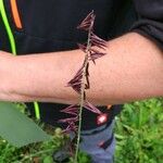 Melica altissima Цвят