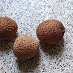 Litchi chinensis ഫലം