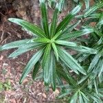 Carlina salicifolia Лист