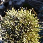 Genista acanthoclada Blad