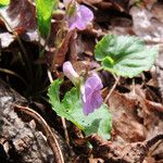 Viola selkirkii Агульны выгляд