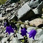 Campanula serrata Flower