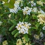 Pittosporum tobiraFlower