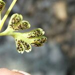 Anogramma leptophylla Leaf