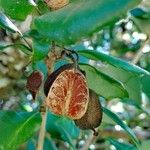 Lomatia dentata Fruto