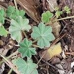 Alchemilla glabra Hoja