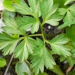 Anemone baldensis Likasa