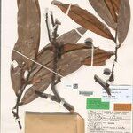 Guatteria discolor Fruto