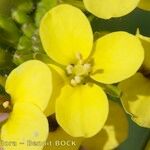 Erucastrum canariense Blüte