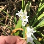 Allium pendulinum Õis