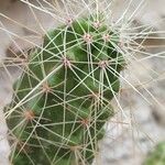 Echinocereus coccineus Folio