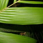 Calyptrogyne trichostachys Hoja