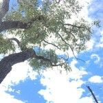 Eucalyptus sideroxylon Ліст