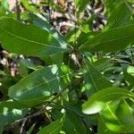 Quercus laurifolia Blad