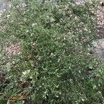 Symphyotrichum lateriflorum Fuelha