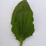 Plantago majorLeaf