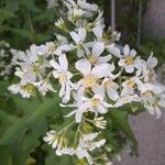 Montanoa hibiscifoliaFlower