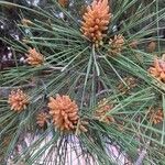 Pinus halepensis Flower