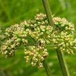 Oenanthe sarmentosa Flower