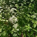 Tanacetum macrophyllum Habit