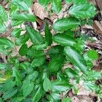 Griffonia simplicifolia Лист