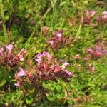 Teucrium chamaedrysFlower