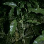 Protium heptaphyllum Φλοιός