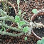 Pelargonium echinatum Hoja