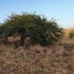 Acacia nilotica Habitus