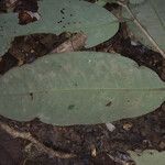 Eschweilera congestiflora Leaf
