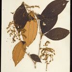 Miconia lourteigiana Φύλλο