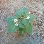 Solanum nigrumЛіст