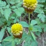 Trifolium badiumFlower