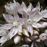 Allium amplectens फूल