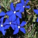 Gentiana sierrae Flower
