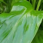 Spathiphyllum cannifolium Leaf