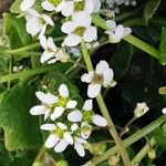 Cochlearia anglica फूल