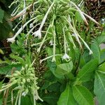 Nicotiana sylvestris Blomst