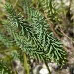 Euphorbia seguieriana Leaf