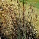 Juncus maritimus Habit