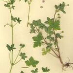 Geranium divaricatum Elinympäristö