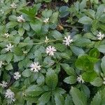 Pachysandra terminalisΛουλούδι