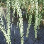 Parkinsonia aculeata Lehti