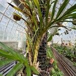 Grammatophyllum speciosum Lapas