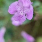 Clinopodium grandiflorumപുഷ്പം