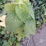 Salvia hispanica Yaprak