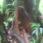 Brosimum acutifolium Corteza