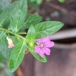 Cuphea hyssopifolia Flor