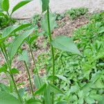 Helianthus angustifolius Foglia